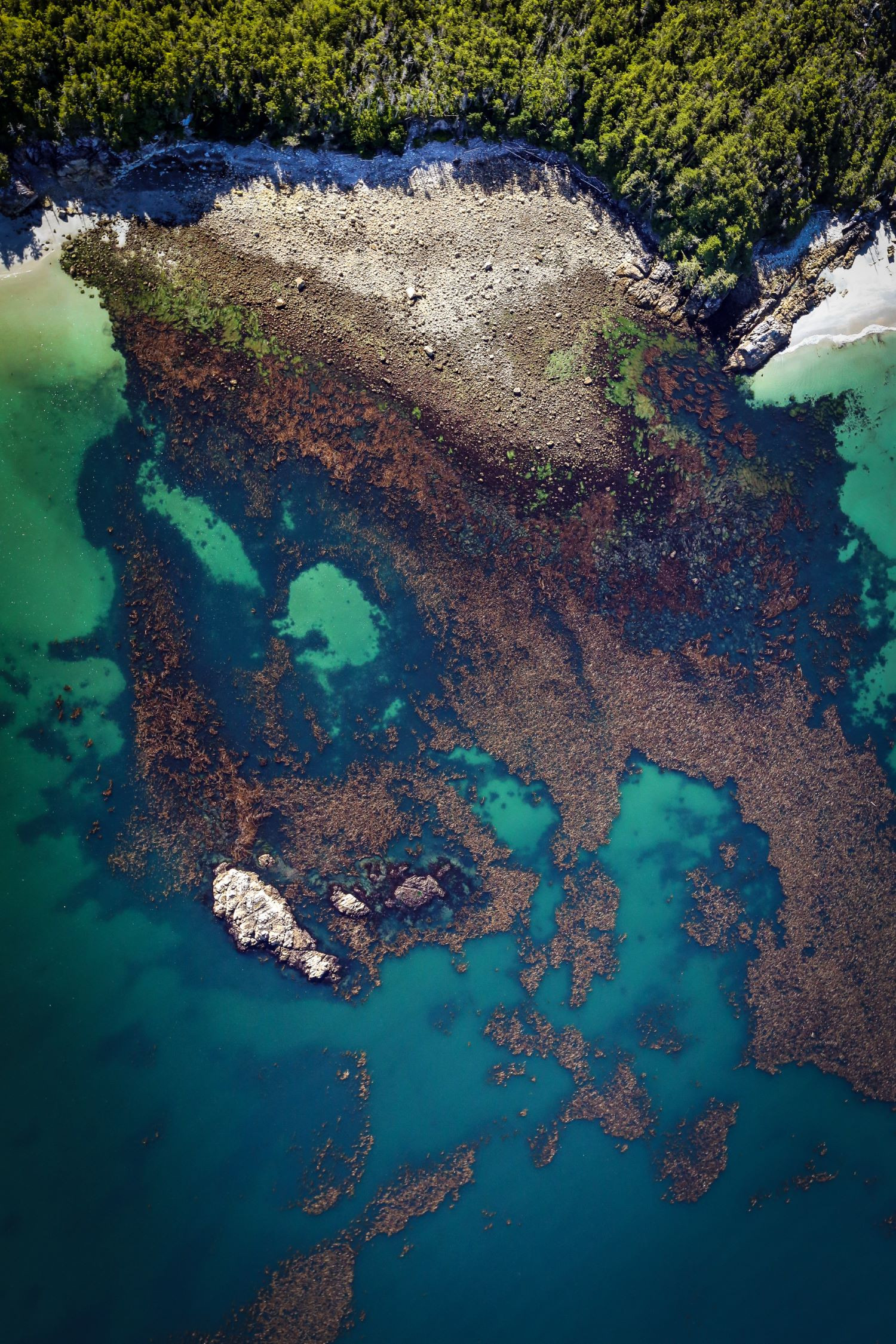 Kelp bed from above