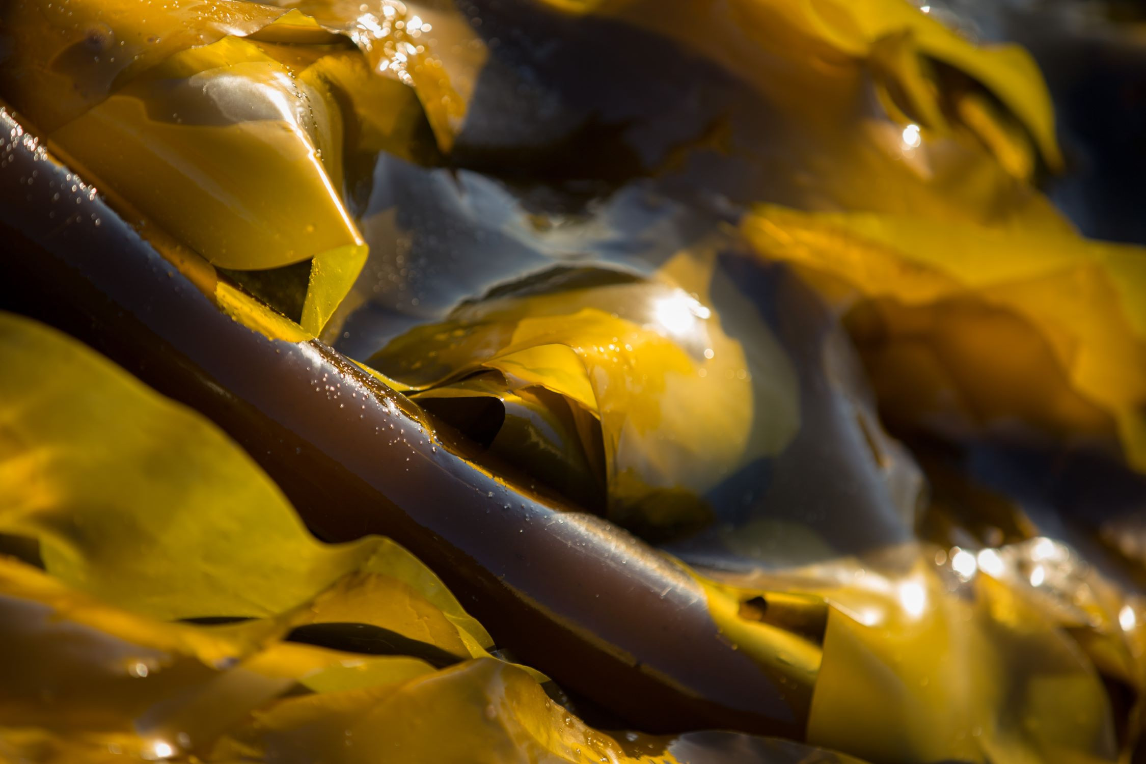 Bull kelp close up