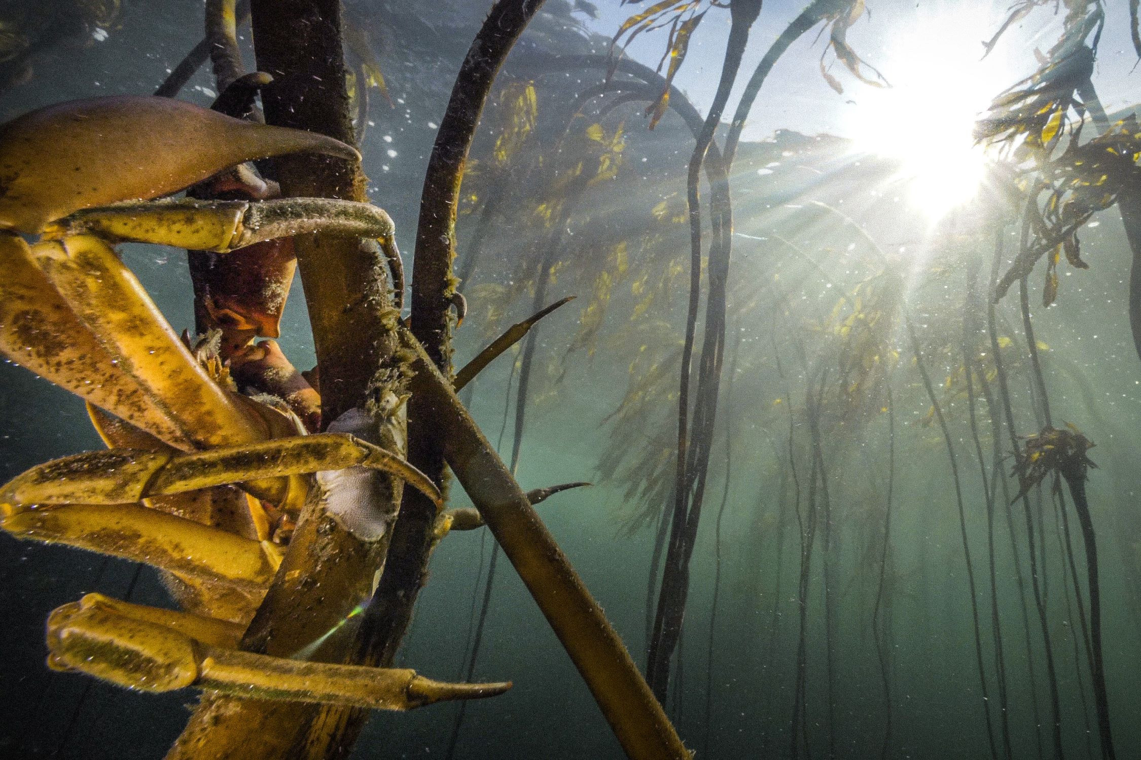 Subtidal Kelp & Kelp Ecosystem Services (WG2)