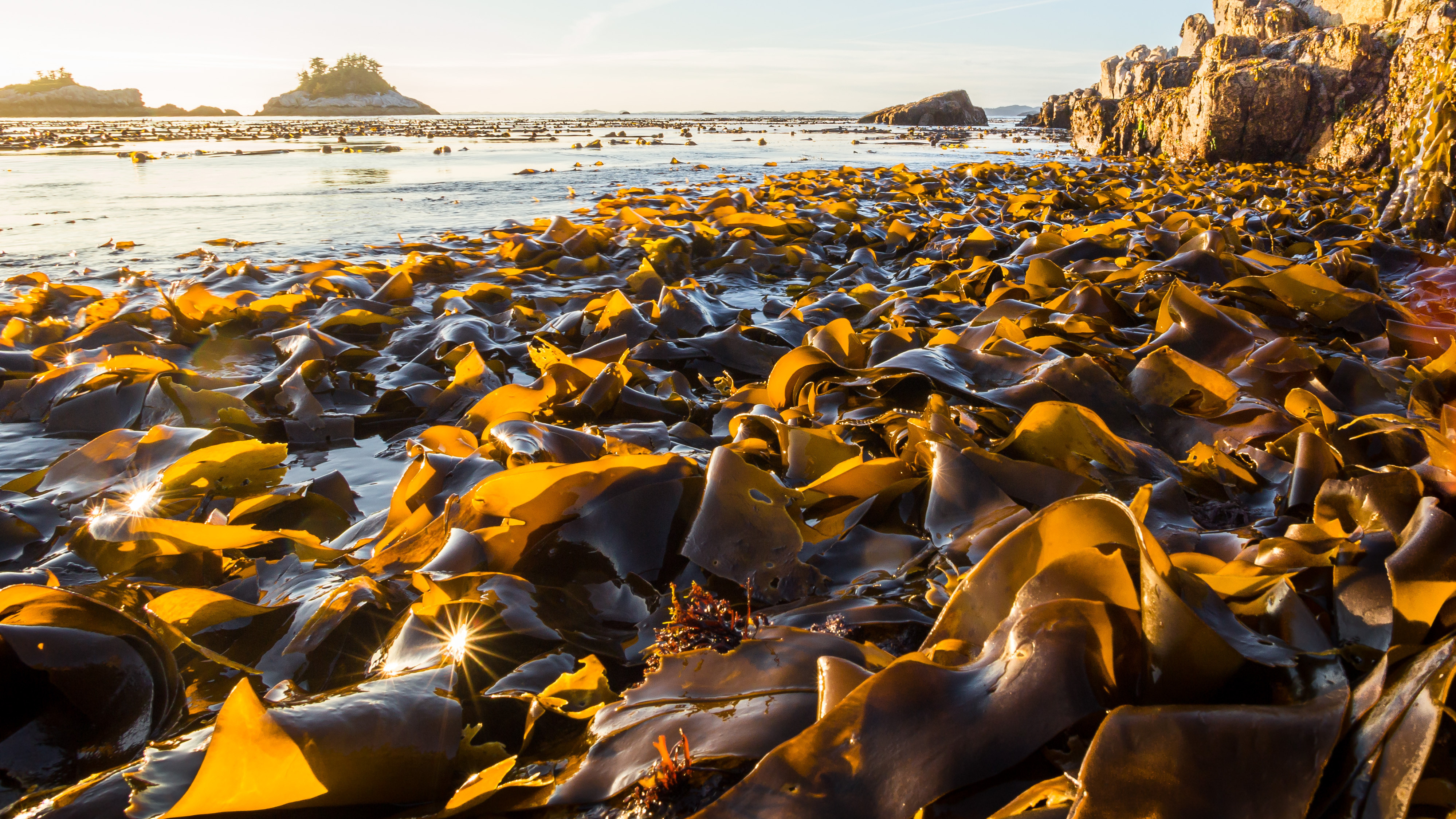 Bull kelp along the coast.