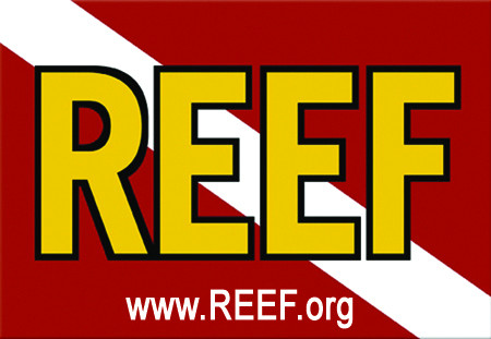reef_logo.jpg